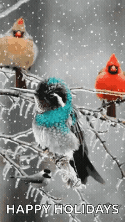 Three Birds On Snowy Branch Wishing Happy Holidays GIF