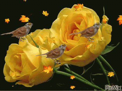 Three Birds Perched On Yellow Roses GIF