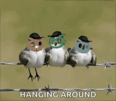 Three Birds Sitting On Barbed Wire Fence Hanging Around GIF