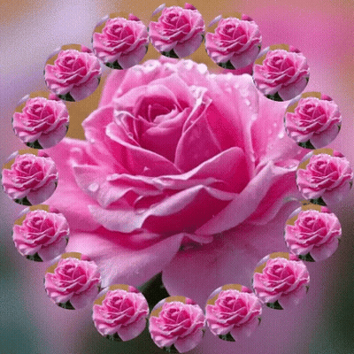 Three Blue Roses With Name Alina GIF