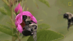 Three Bumblebee Flying Around Flower GIF