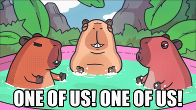 Three Capybaras In Pool Saying One Of Us GIF