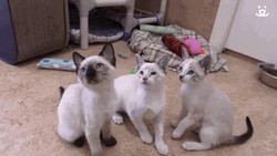 Three Cat Breakdancing In Sync GIF