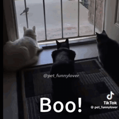 Three Cats Are Looking Out A Window With The Words Boo Written On The Bottom GIF