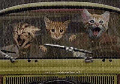 Three Cats Are Sitting In A Car In The Rain With Their Mouths Open GIF