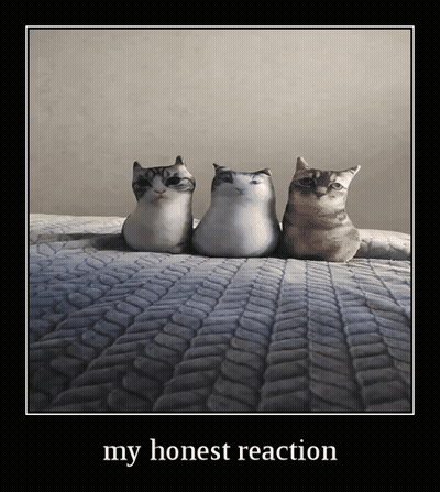 Three Cats Are Sitting On A Bed With The Words My Honest Reaction Below Them GIF