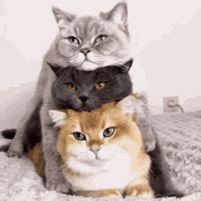 Three Cats Are Sitting On Top Of Each Other On A Blanket . GIF
