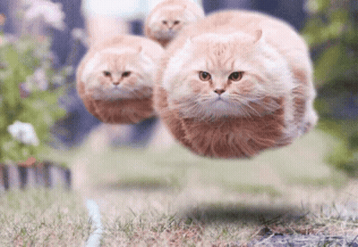 Three Cats Flying Through Air GIF