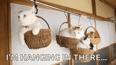 Three Cats In Wicker Baskets On Clothesline GIF