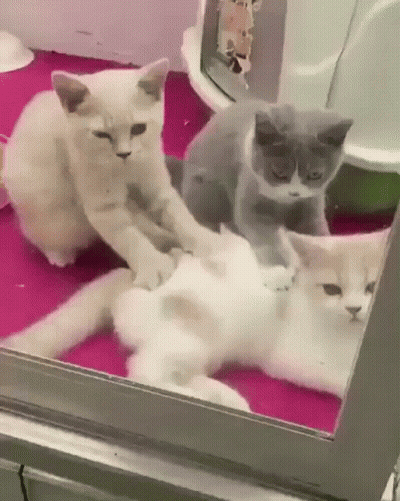 Three Cats Looking In Mirror GIF