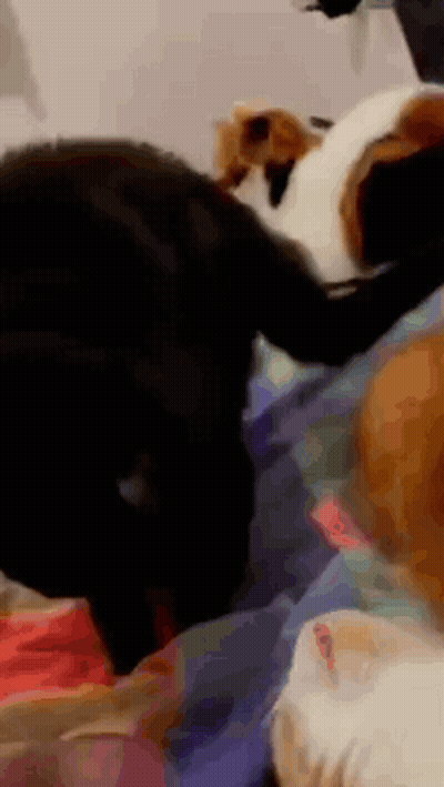 Three Cats On Bed, One Black GIF
