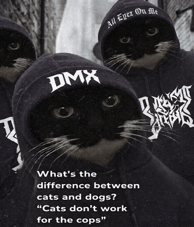 Three Cats Wearing Hoodies That Say Dmx GIF