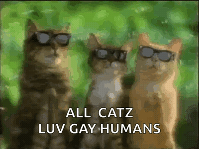 Three Cats Wearing Sunglasses All Catz Luv Gay Humans GIF