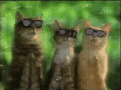 Three Cats Wearing Sunglasses GIF