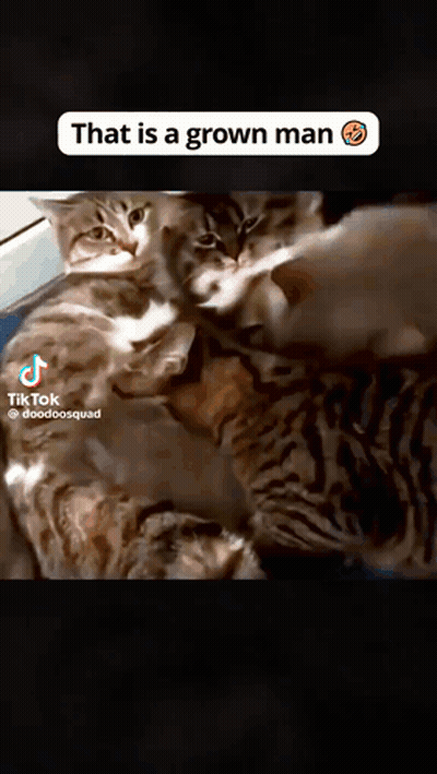 Three Cats With Caption That Is A Grown Man GIF