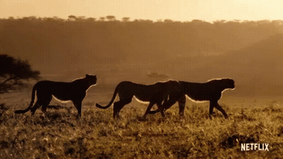Three Cheetahs Are Walking In A Field With A Netflix Logo On The Bottom GIF