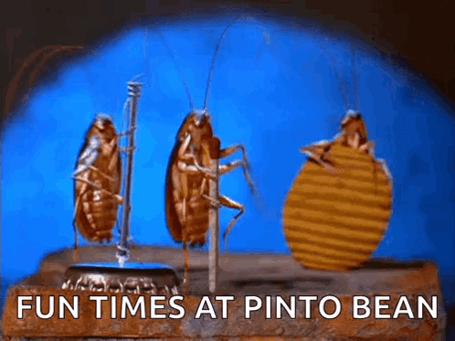 Three Cockroaches Are Standing Next To A Bottle Opener With The Words Fun Times At Pinto Bean Below Them . GIF