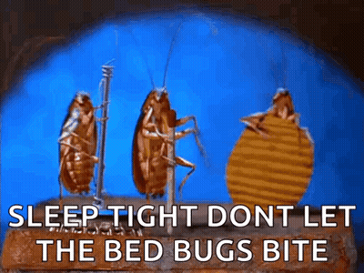 Three Cockroaches Are Standing Next To Each Other On A Brick With The Words Sleep Tight Dont Let The Bed Bugs Bite . GIF