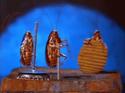 Three Cockroaches Are Standing On A Bottle Cap With A Blue Background GIF