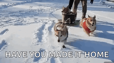 Three Corgi Dogs Are Pulling A Sled In The Snow With The Words Have You Made It Home Above Them GIF