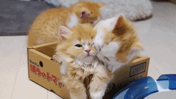 Three Cute Brown Kittens Playing Shy GIF