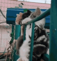 Three Cute Cool Cat Chilling Outside GIF