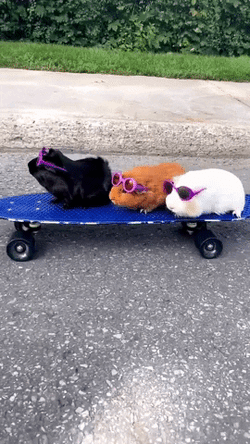 Three Cute Guinea Pigs Skateboarding GIF