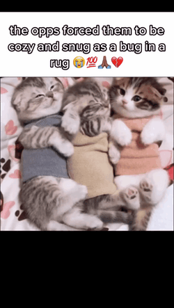 Three Cute Kittens Opps GIF