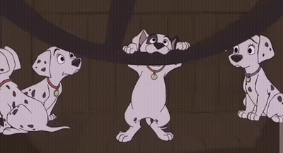 Three Dalmatian Dogs Playing With Rope GIF