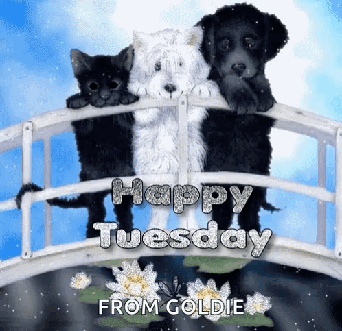 Three Dogs And A Cat On A Bridge With The Words Happy Tuesday From Goldie On The Bottom GIF