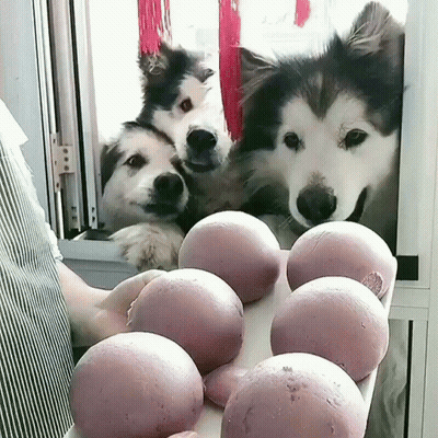 Three Dogs Are Looking Out A Window At A Bunch Of Balls GIF