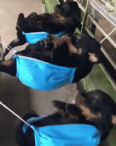 Three Dogs In Blue Face Masks Lying On Backs GIF