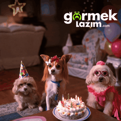 Three Dogs Sitting In Front Of A Birthday Cake With The Website Gormek.lazim.com In The Background GIF