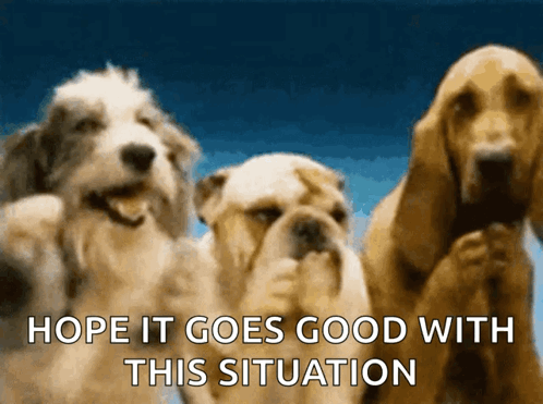 Three Dogs With The Words Hope It Goes Good With This Situation On The Bottom GIF