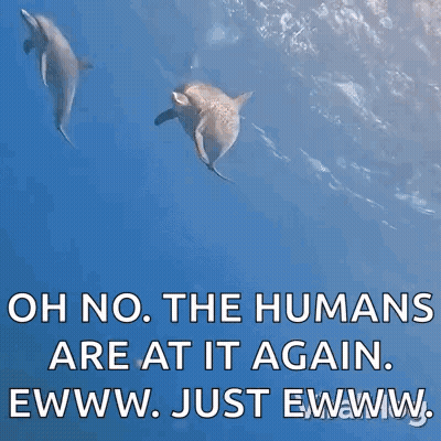 Three Dolphins Are Swimming In The Ocean With The Caption Oh No The Humans Are At It Again Ewww Just Ewww . GIF