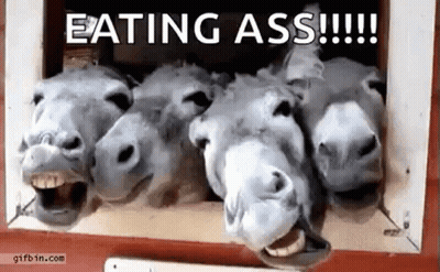 Three Donkeys Standing Eating GIF