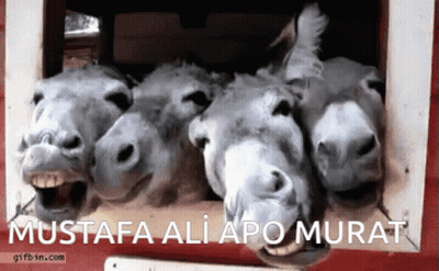 Three Donkeys With Mustafa Ali Apo Murat GIF