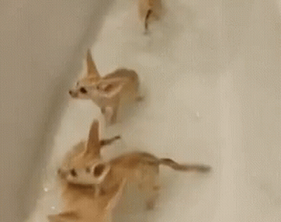 Three Foxes Playing In Bathtub With Bubbles GIF