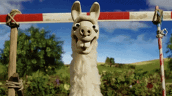 Three Funny Llama  GIF