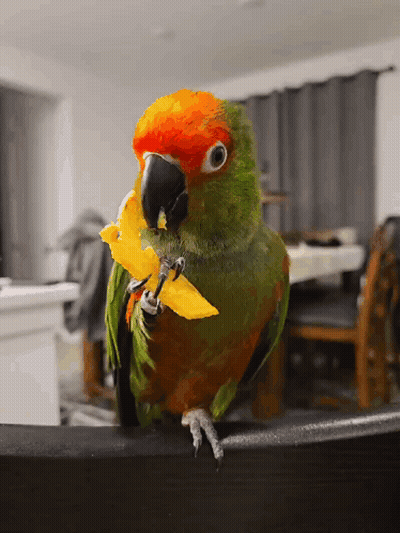 Three Green Birds On Wire Saying Reset GIF