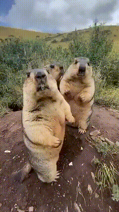 Three Ground Squirrels Are Standing On Their Hind Legs And Looking At The Camera GIF