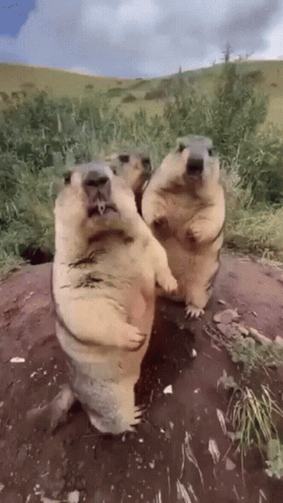 Three Ground Squirrels Are Standing On Their Hind Legs And Looking At The Camera . GIF