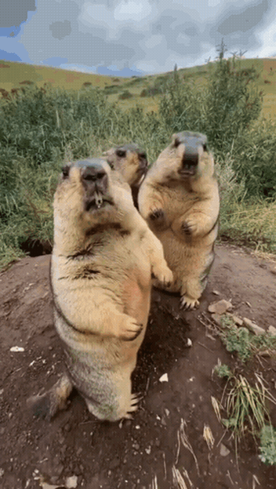 Three Ground Squirrels Standing GIF