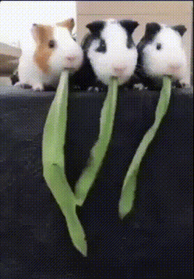Three Guinea Pigs Are Eating A Green Leaf Together GIF