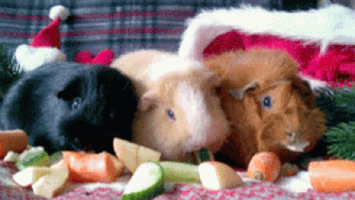 Three Guinea Pigs In Santa Hats Eating Carrots GIF