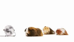 Three Guinea Pigs Infront Of Electric Fan GIF