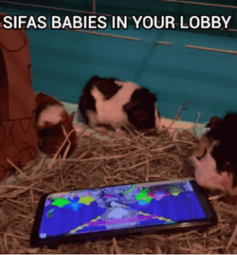Three Guinea Pigs Playing Video Game Sifas Babies In Your Lobby GIF