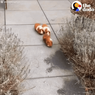 Three Guinea Pigs Walking Down Sidewalk With Dodo Logo GIF