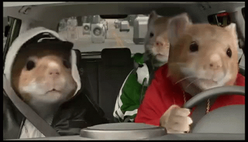 Three Hamsters Are Sitting In A Car Wearing Hoodies And Hats GIF