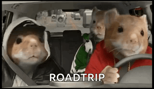 Three Hamsters Are Sitting In A Car With The Word Roadtrip Written On The Screen . GIF
